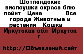 Шотландские вислоушки окраса блю пойнт › Цена ­ 4 000 - Все города Животные и растения » Кошки   . Иркутская обл.,Иркутск г.